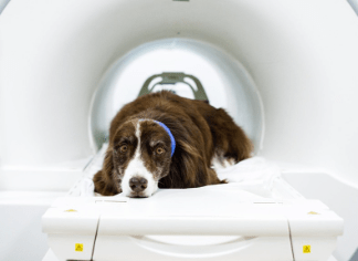МРТ для собак в Москве: Как это работает и зачем нужно