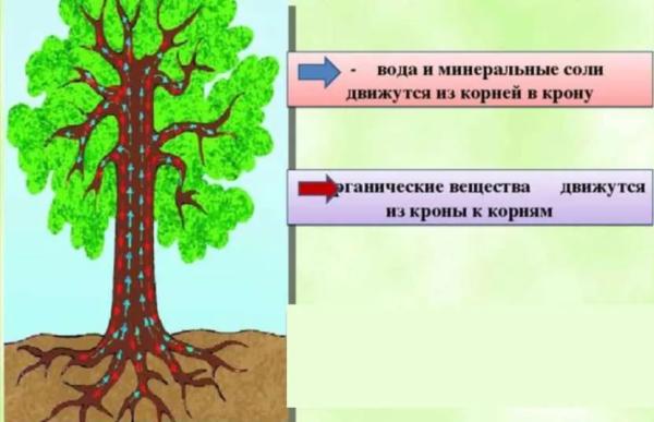 Движение воды в дереве