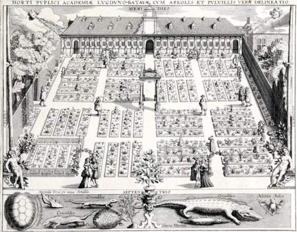 Гравюра с Ботаническим садом в Лейдене (1610 год)