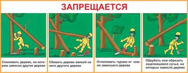 Техника безопасности при спиливании деревьев