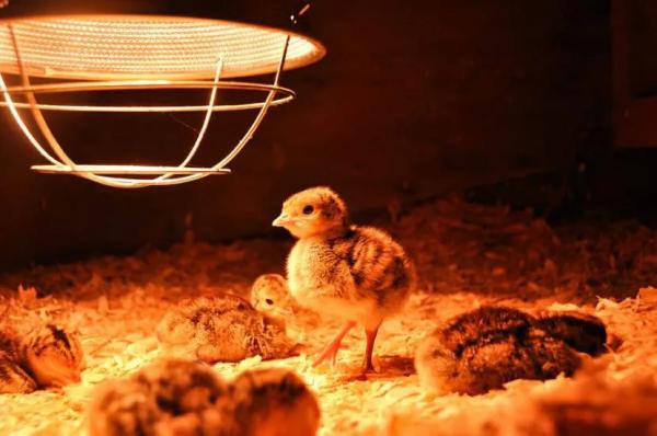 Инфракрасная лампа идеально подходит для обогрева цыплят